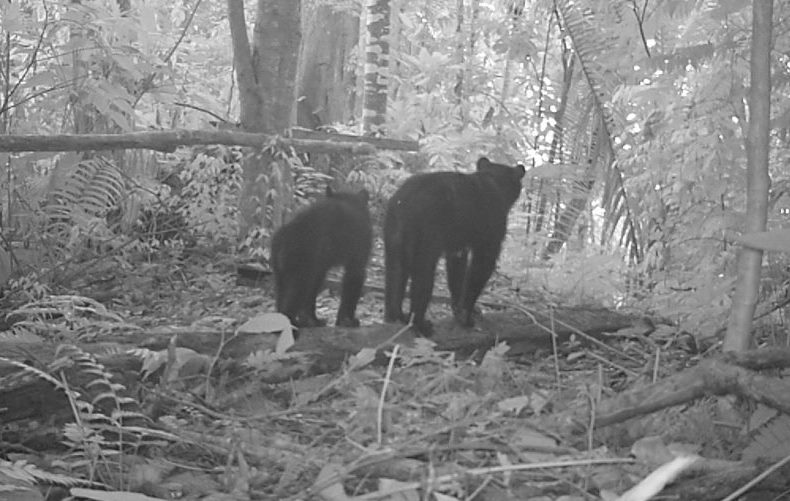 Familia de osos de anteojos captados por cámaras trampa en la Reserva El Paujil